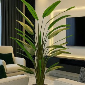 درختچه پرنده بهشتی