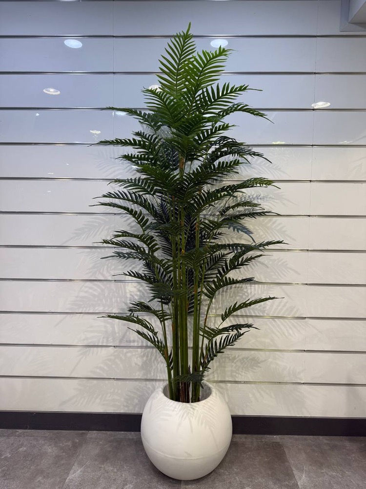 درختچه کنتیا ارتفاع2.4