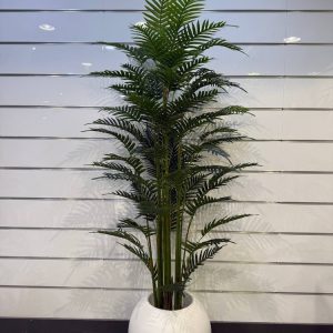 درختچه کنتیا