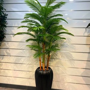 درختچه کنتیا سه تنه