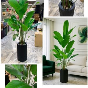 درختچه پرنده بهشتی برگ پهن 20 برگ