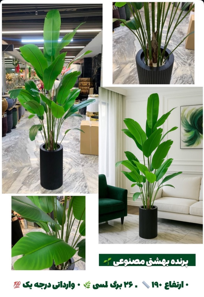 درختچه پرنده بهشتی برگ پهن 20 برگ