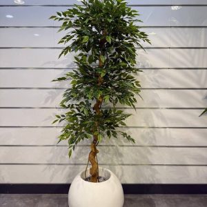 درختچه بنجامین تنه فابریک