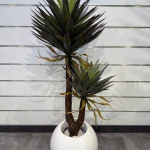 کاکتوس اگاو